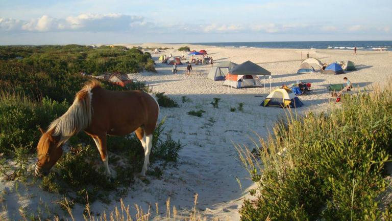 Horses on Beach