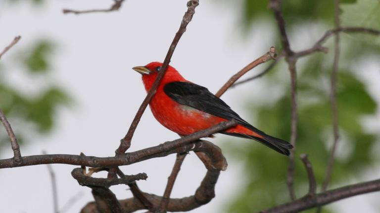 Scarlet Tanager at the Patuxent Wildlife Refuge