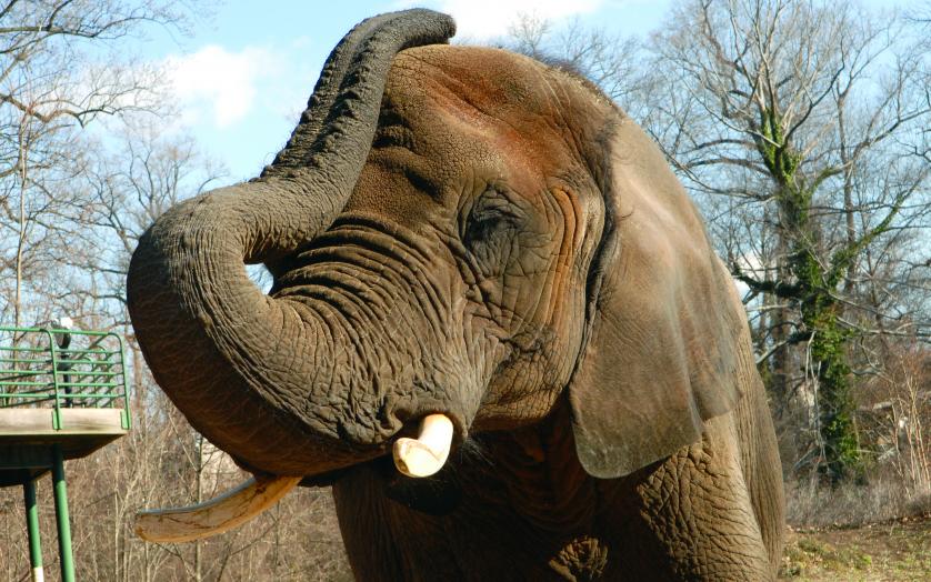 Elephant at The Maryland Zoo in Baltimore
