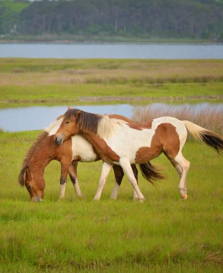 Assateague's famous wild ponies live in bands of two to twelve animals. They may allow you to get very close, but they are wild animals, so maintain a minimum of 10 feet distance at all times.